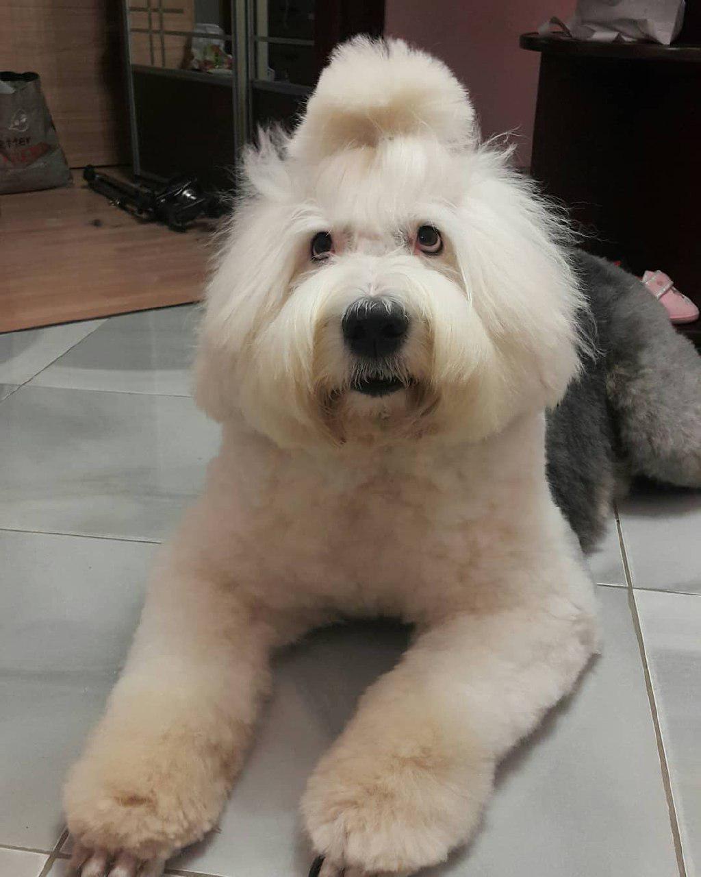 A Bobtail lying on the floor while looking up with its begging face