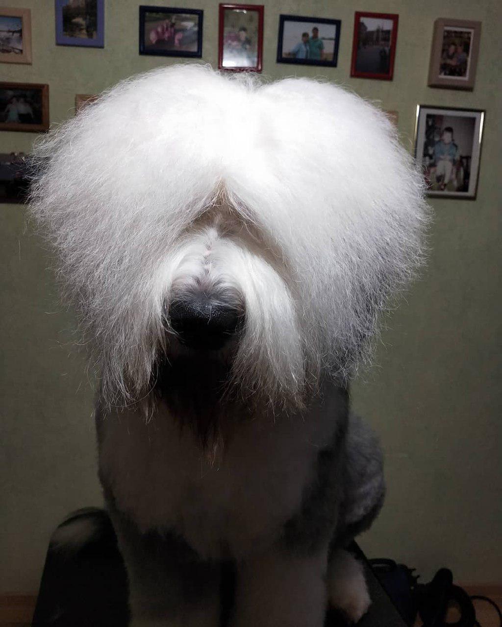 A Bobtail with its hair covering its eyes while sitting on the couch