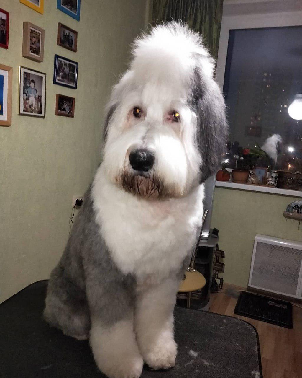 A Bobtail sitting on top of the grooming table