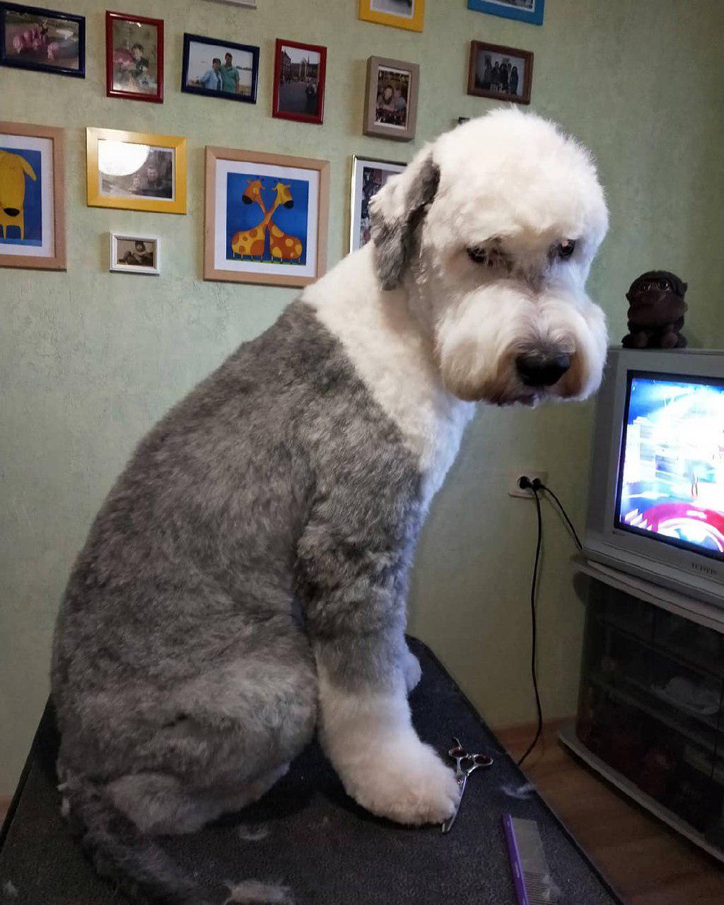 ABobtail in summer haircut while sitting on top of the grooming table