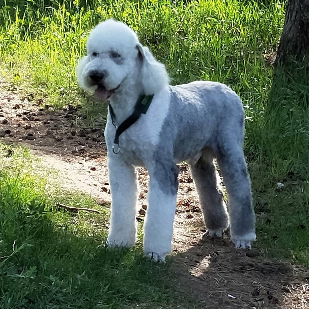 A Bobtail in a summer haircut standing on the ground in the forest