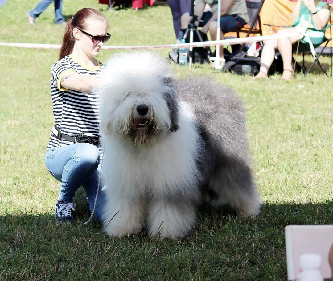 A Bobtail with a shaggy hair standing on the grass with a woman beside him