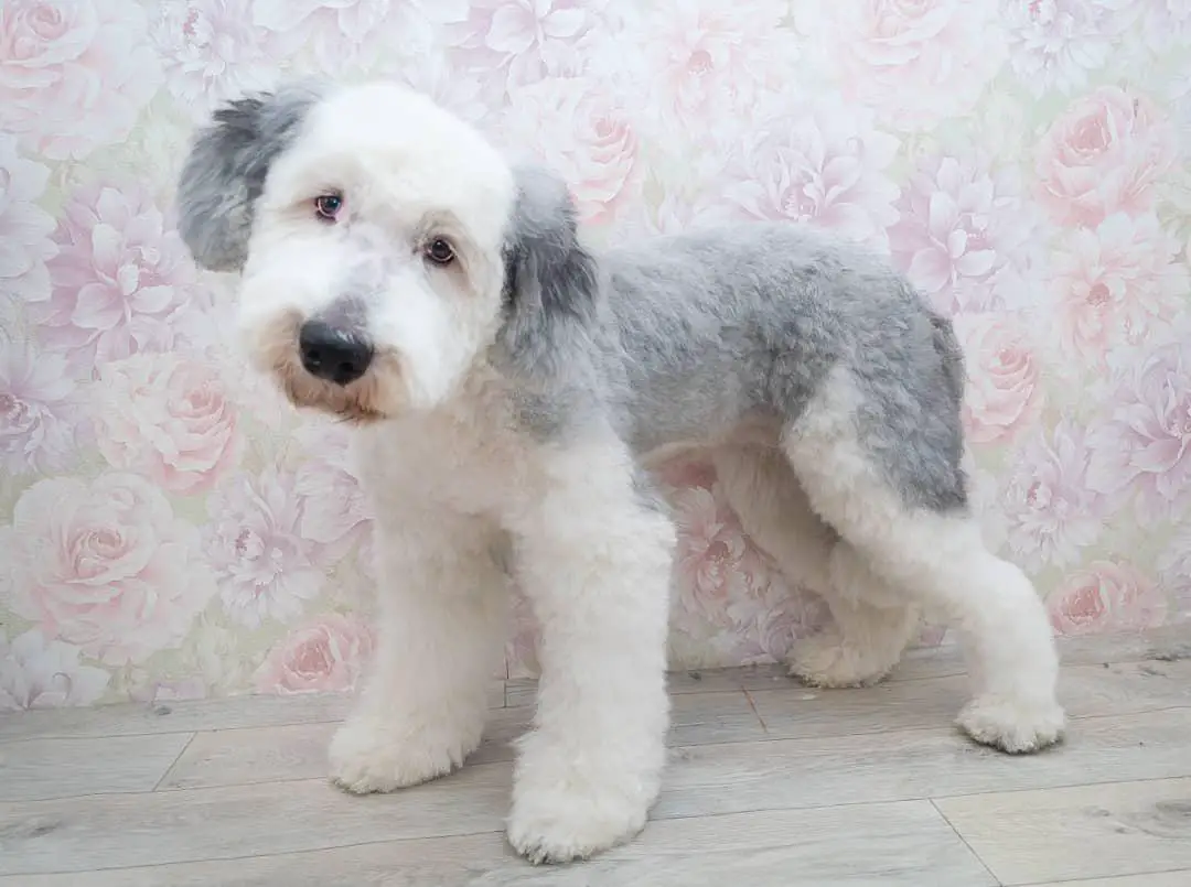 A Bobtail puppy in summer haircut while standing on the floor
