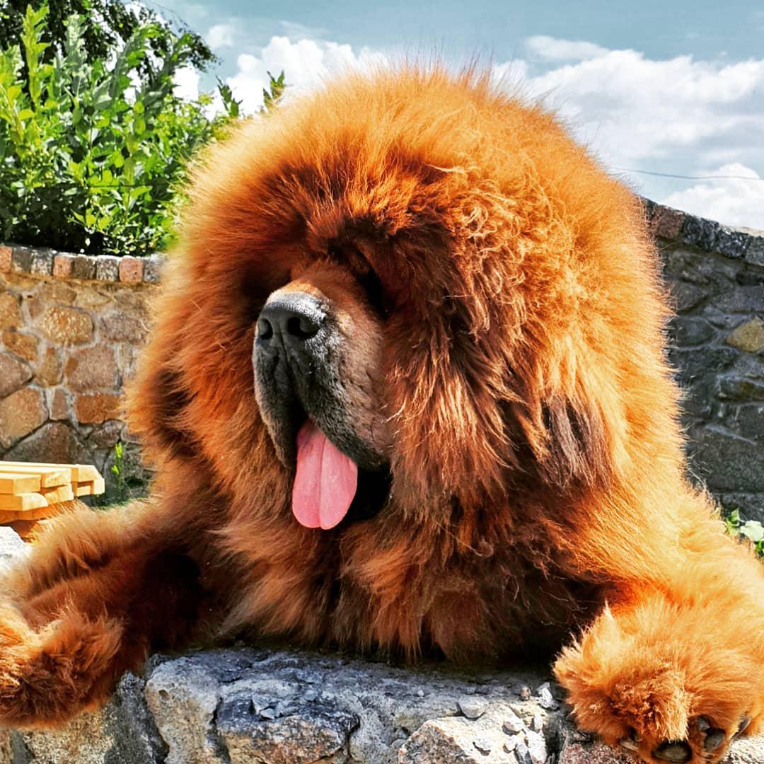 A Tibetan Mastiff standing up leaning towards the wall with its tongue out and under the sun