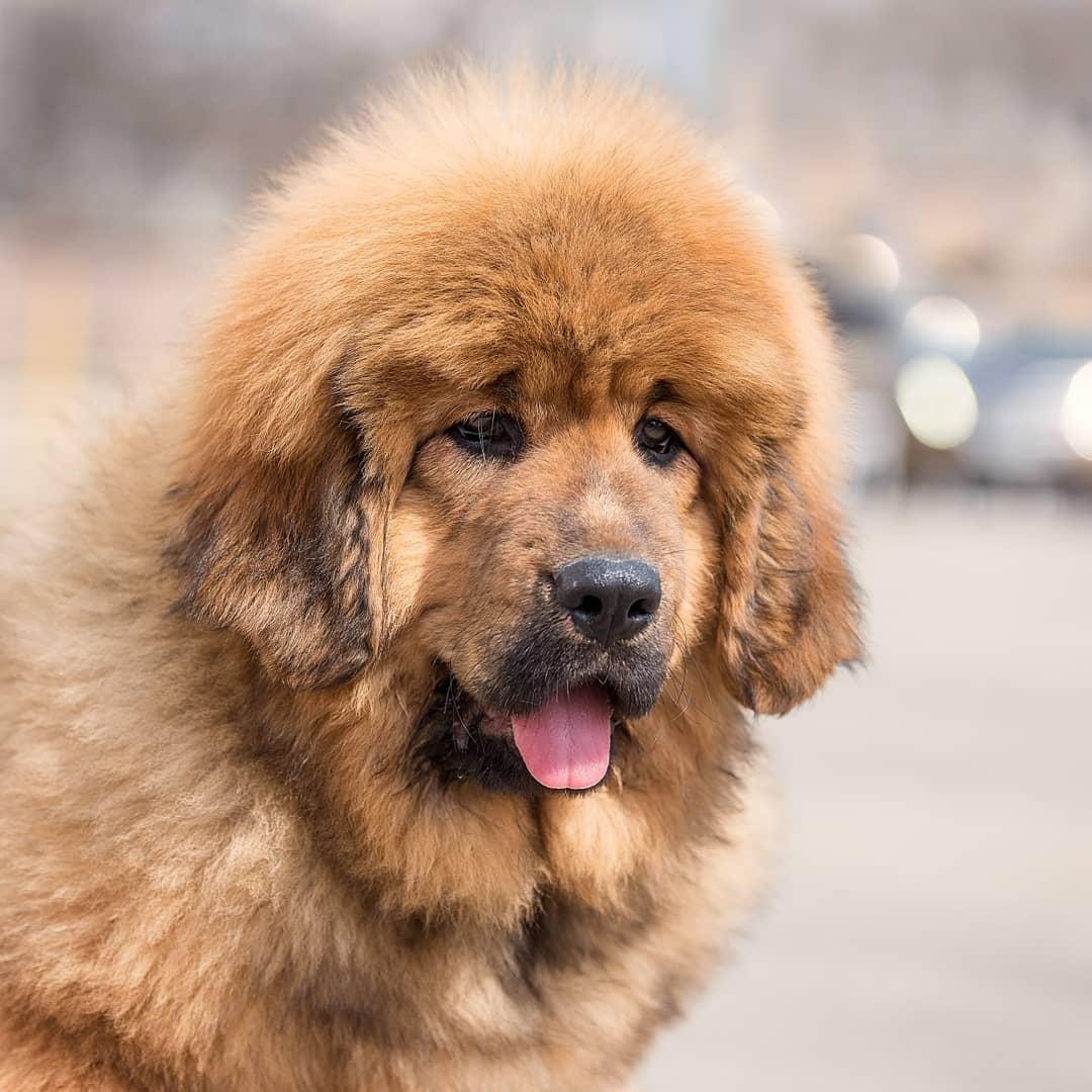 A Tibetan Mastiff sitting on the pavement