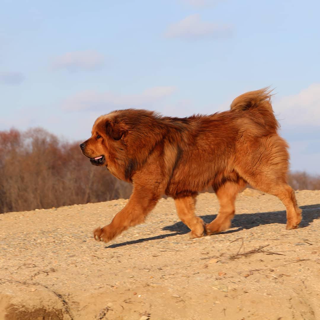 A Tibetan Mastiff walking in the sand under the sun