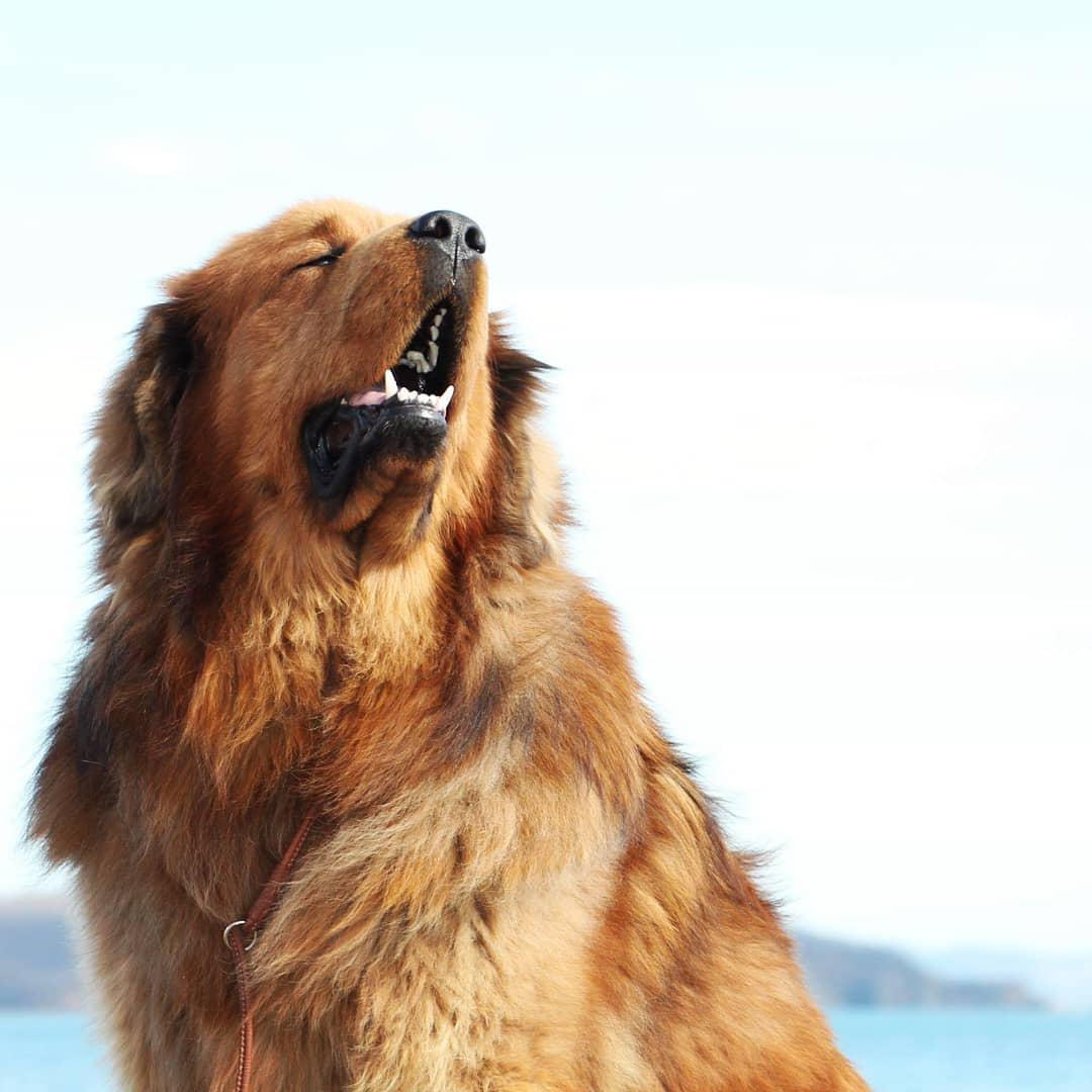 A Tibetan Mastiff with the view of the ocean behind him