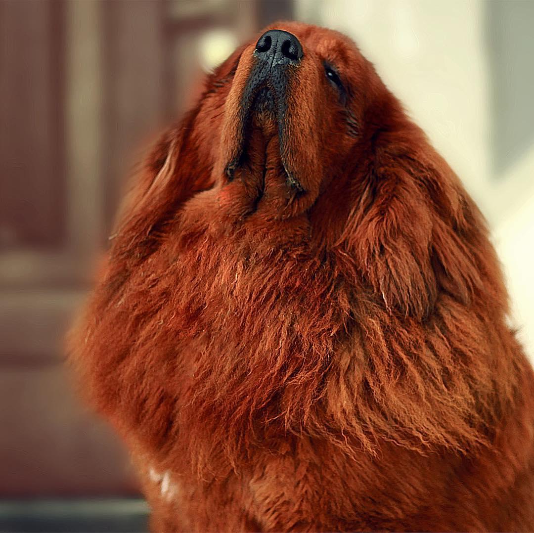 A fluffy Tibetan Mastiff facing its face up