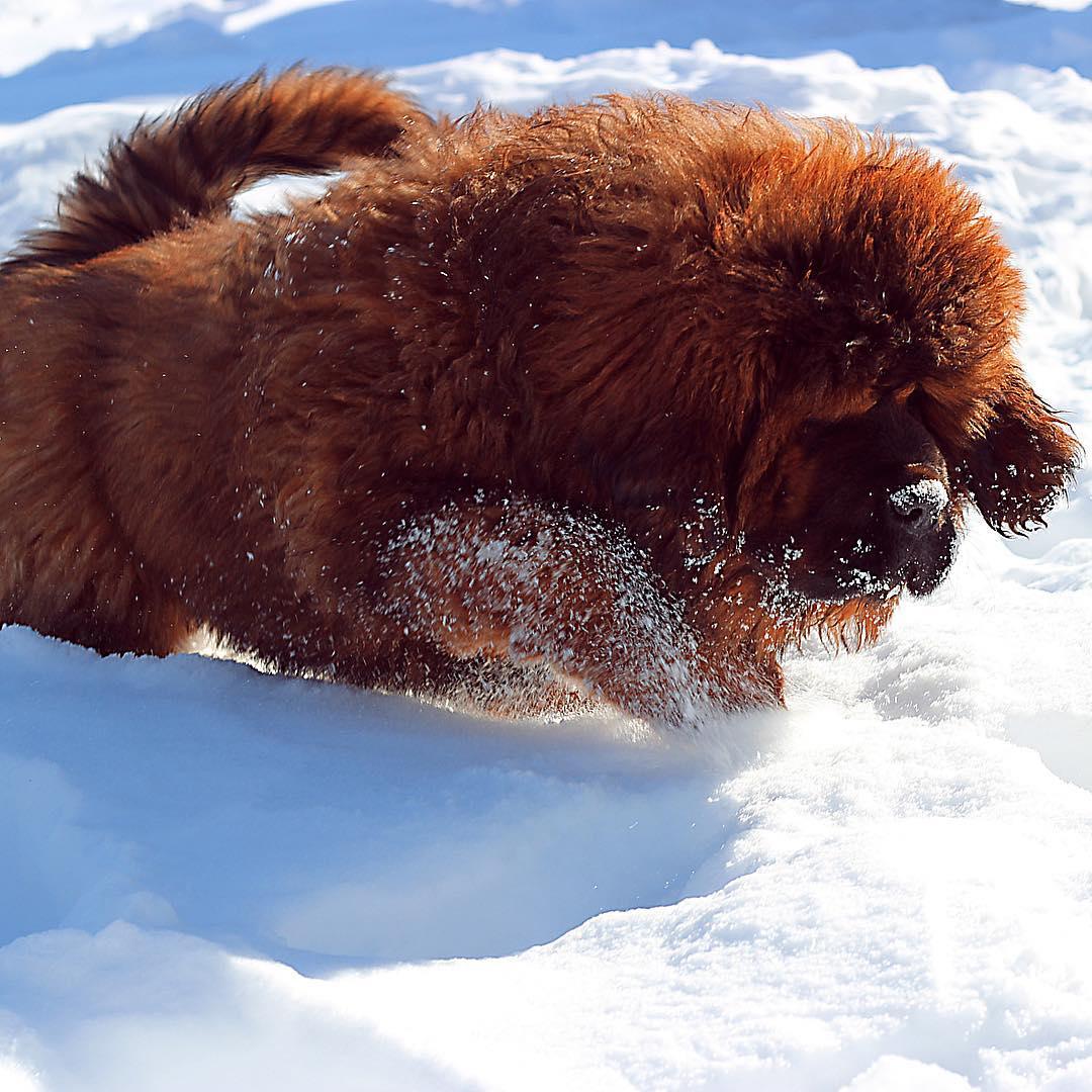 A Tibetan Mastiff running in snow