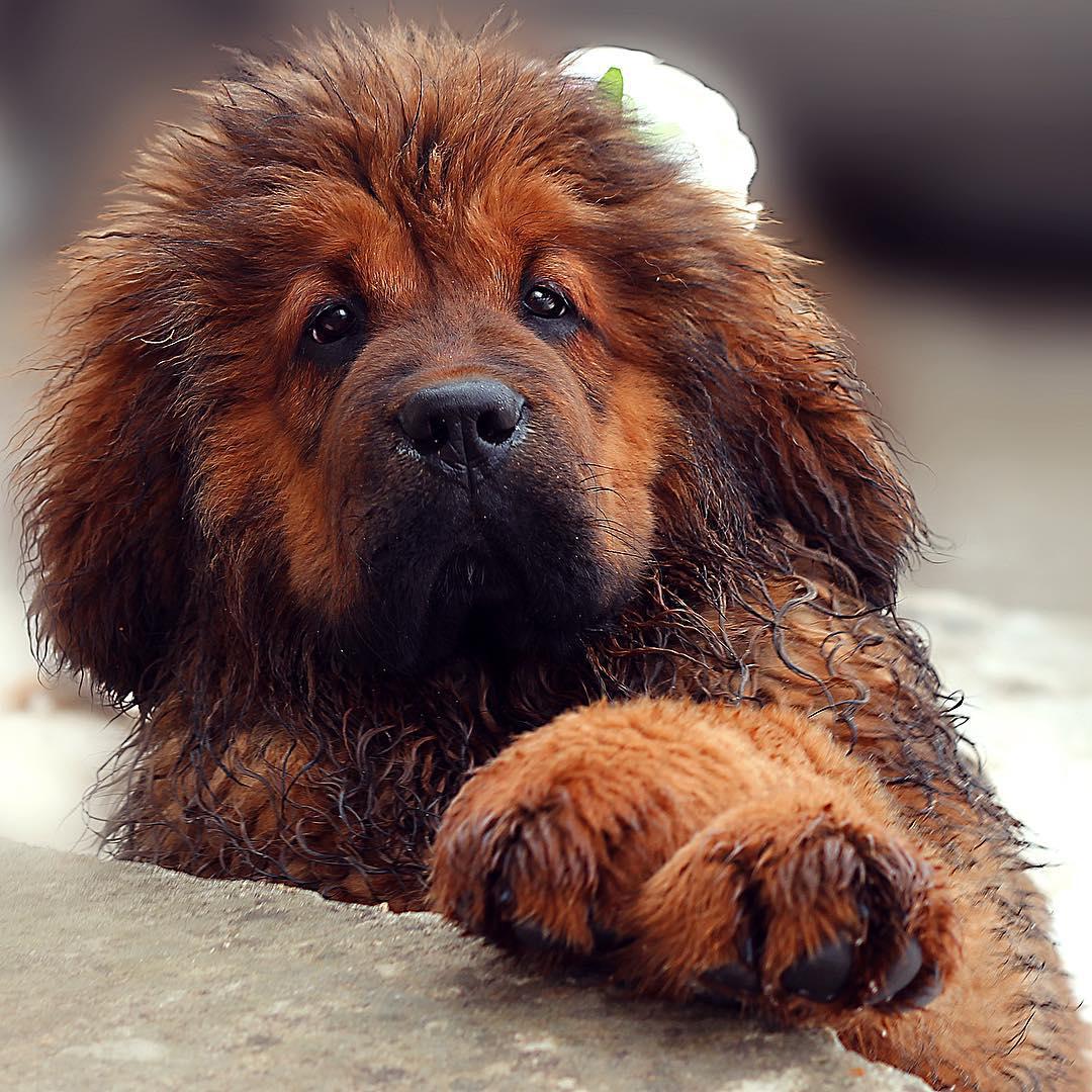A damp Tibetan Mastiff puppy with its paw on top of the concrete bench