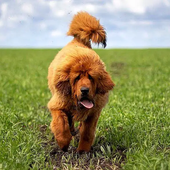 A Tibetan Mastiff running in the field of grass