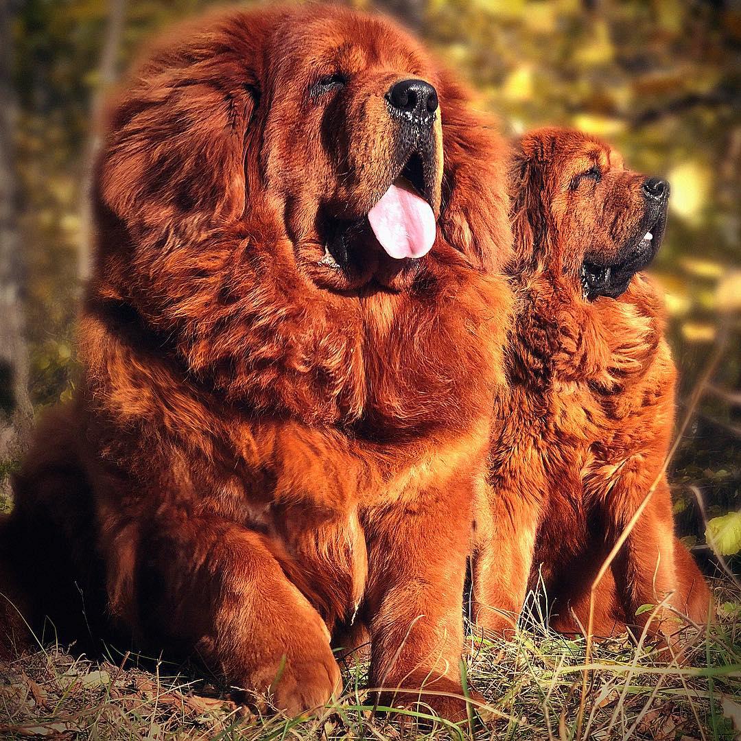 An adult and puppy Tibetan Mastiff sitting on the grass