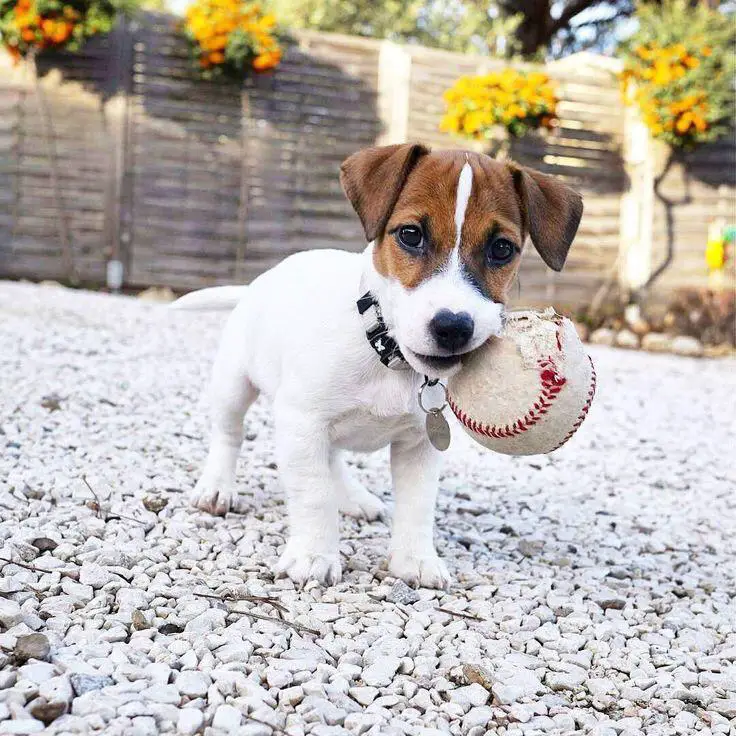 Jack Russell puppy carrying a ball on its mouth