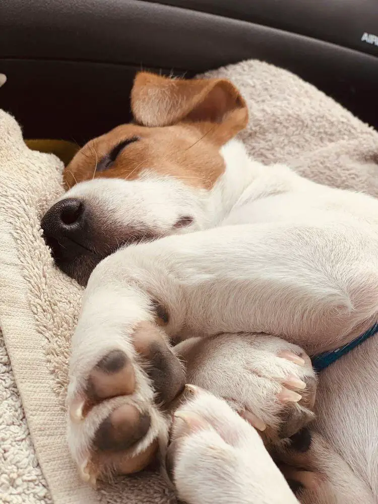 Jack Russell dog sleeping