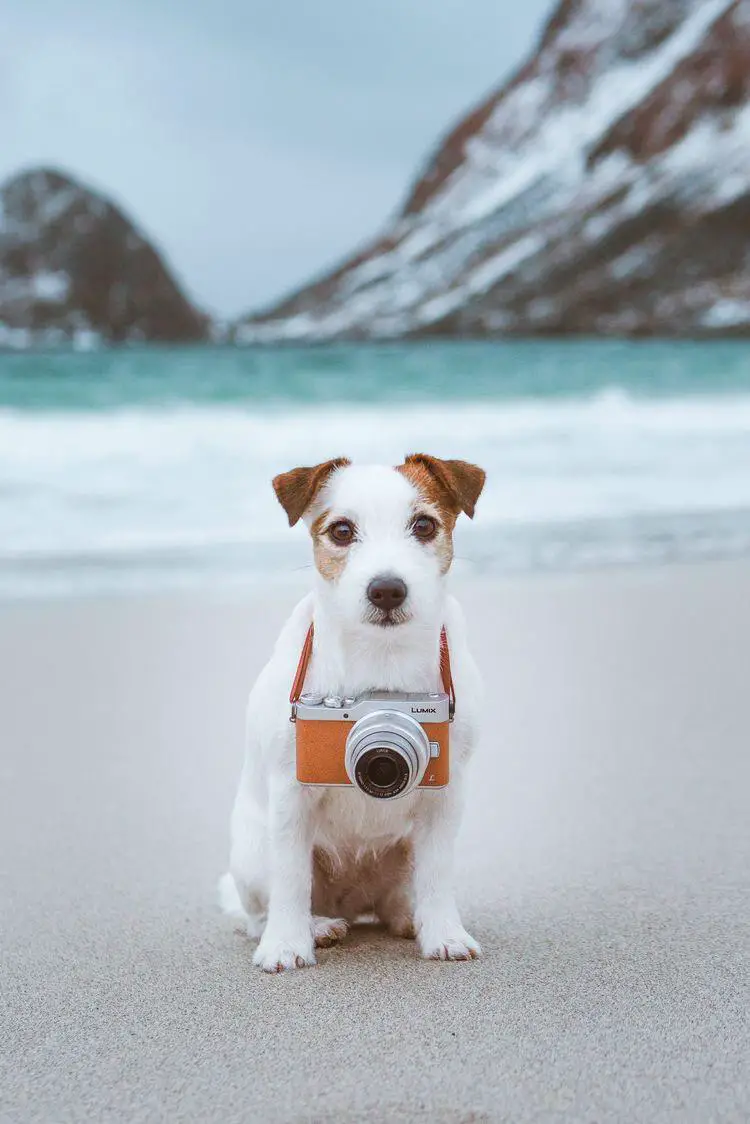 Jack Russell dog at the beach with its camera around its neck