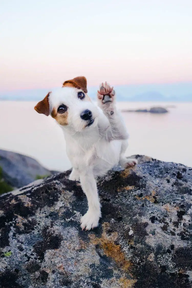 Jack Russell puppy high five