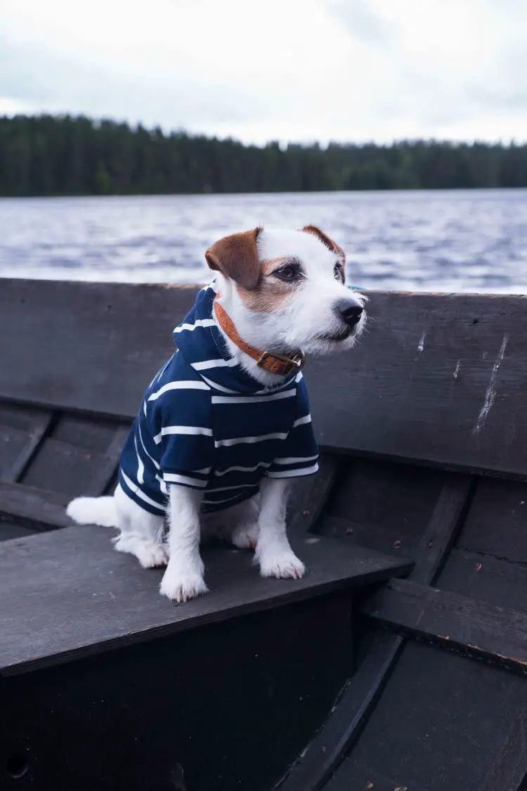 Jack Russell puppy wearing striped sweater while sitting on a boat