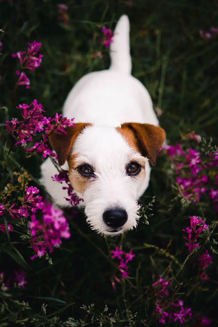 Jack Russell with purple flowers