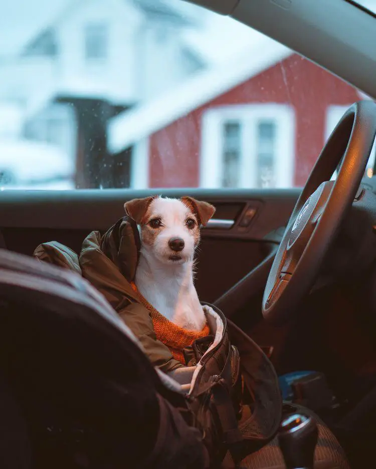 Jack Russell sitting in the driver's seat