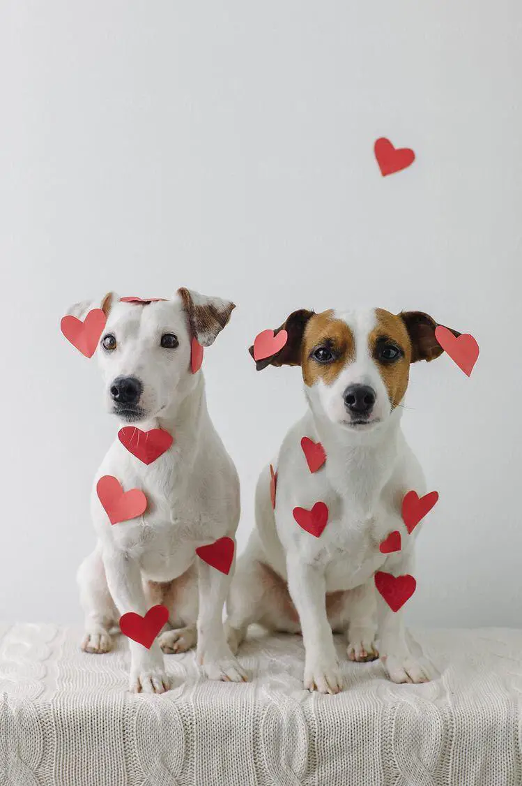 two Jack Russell with heart papers on their bodies
