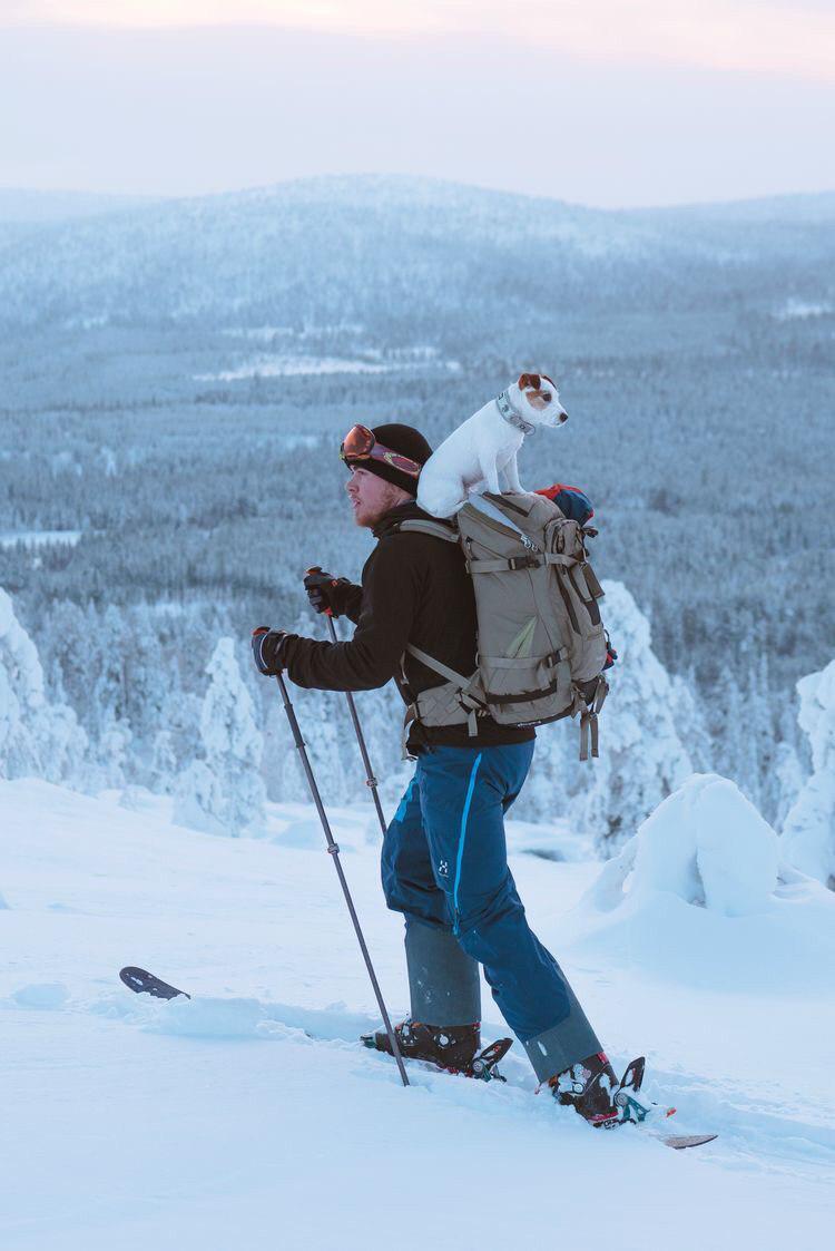 Jack Russell on its owners back while trekking at the mountain covered in sow