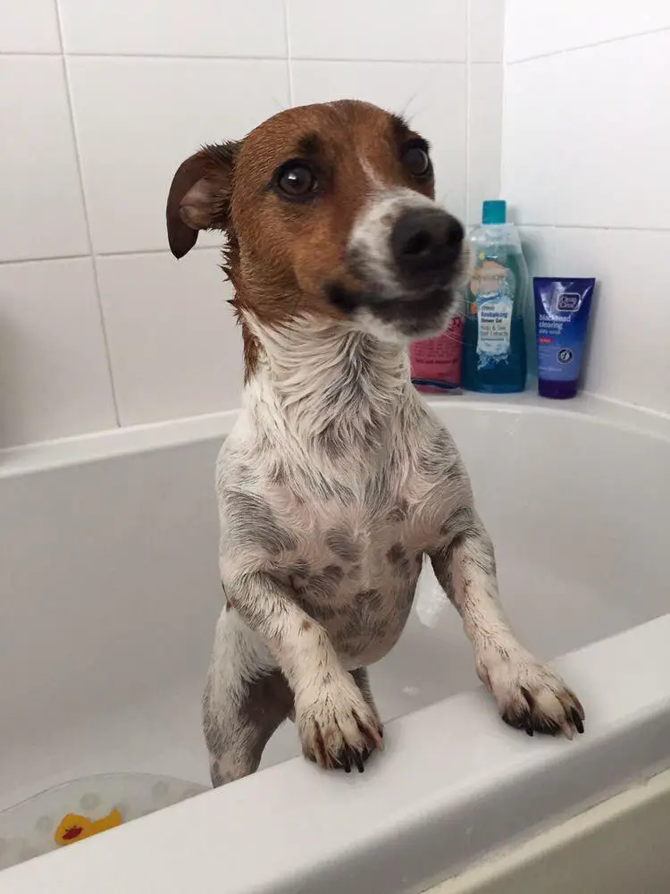 Jack Russell in the bathtub