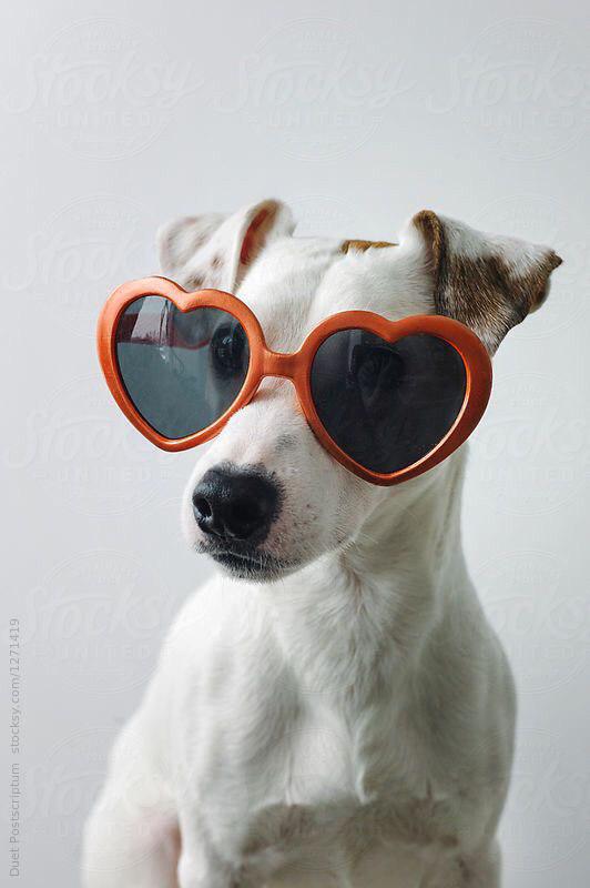 cute Jack Russell dog wearing heart glasses