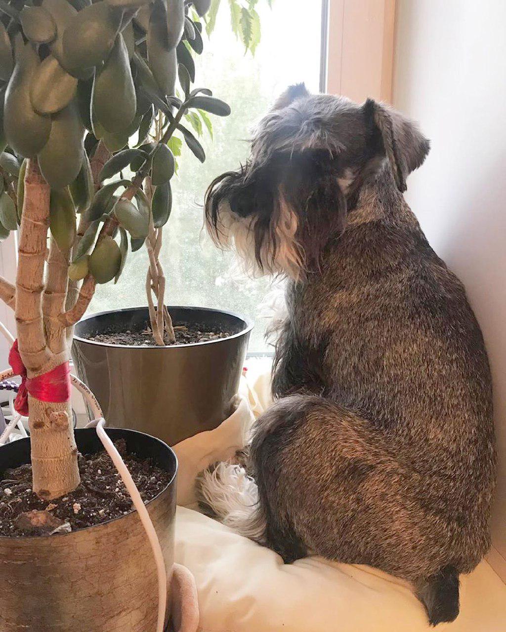 Schnauzer sitting by the window next to the potted plants