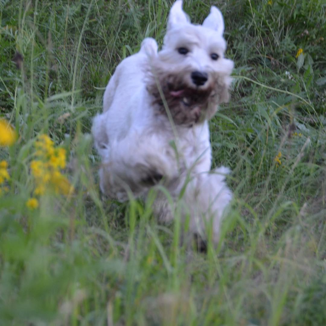 Schnauzer running in the grass