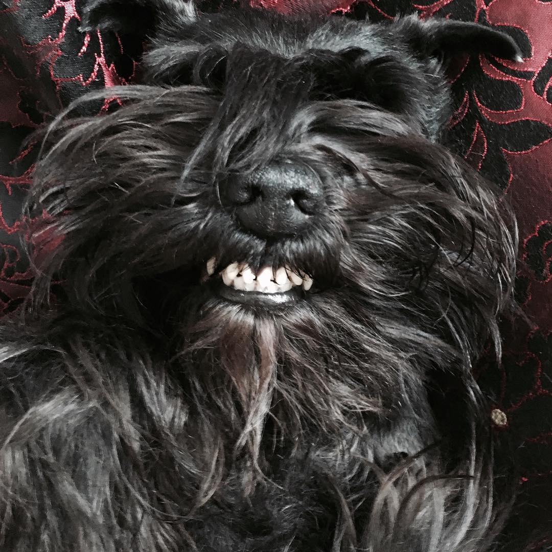 a smiling black Schnauzer lying on the bed