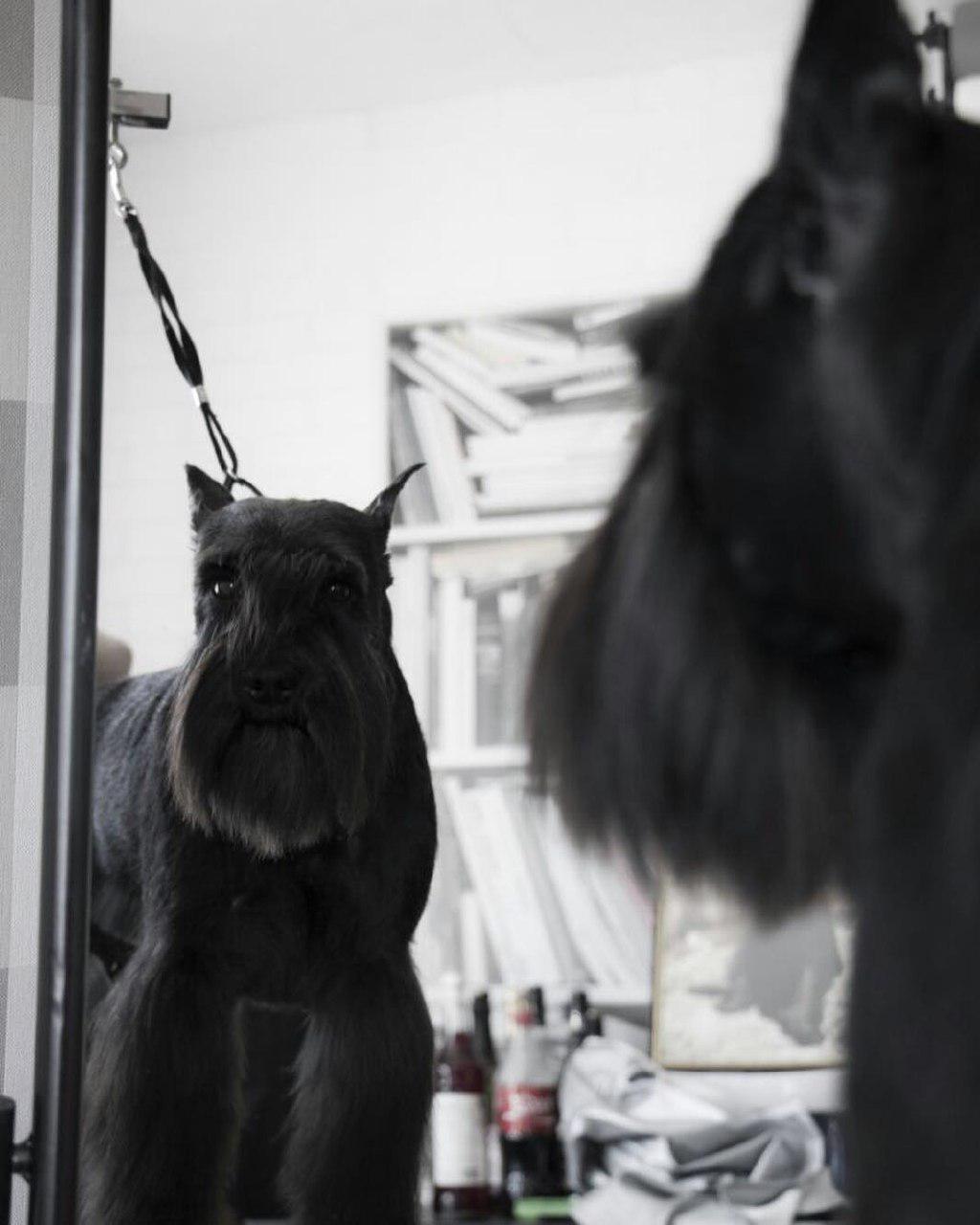 A freshly groom black Schnauzer staring at his reflection on the mirror