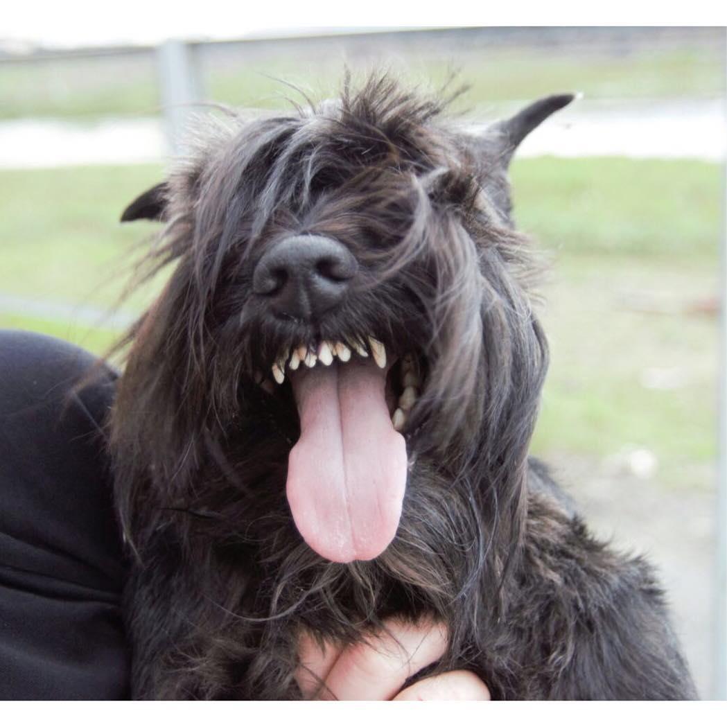 A Schnauzer next to a person while smiling with its tongue sticking out