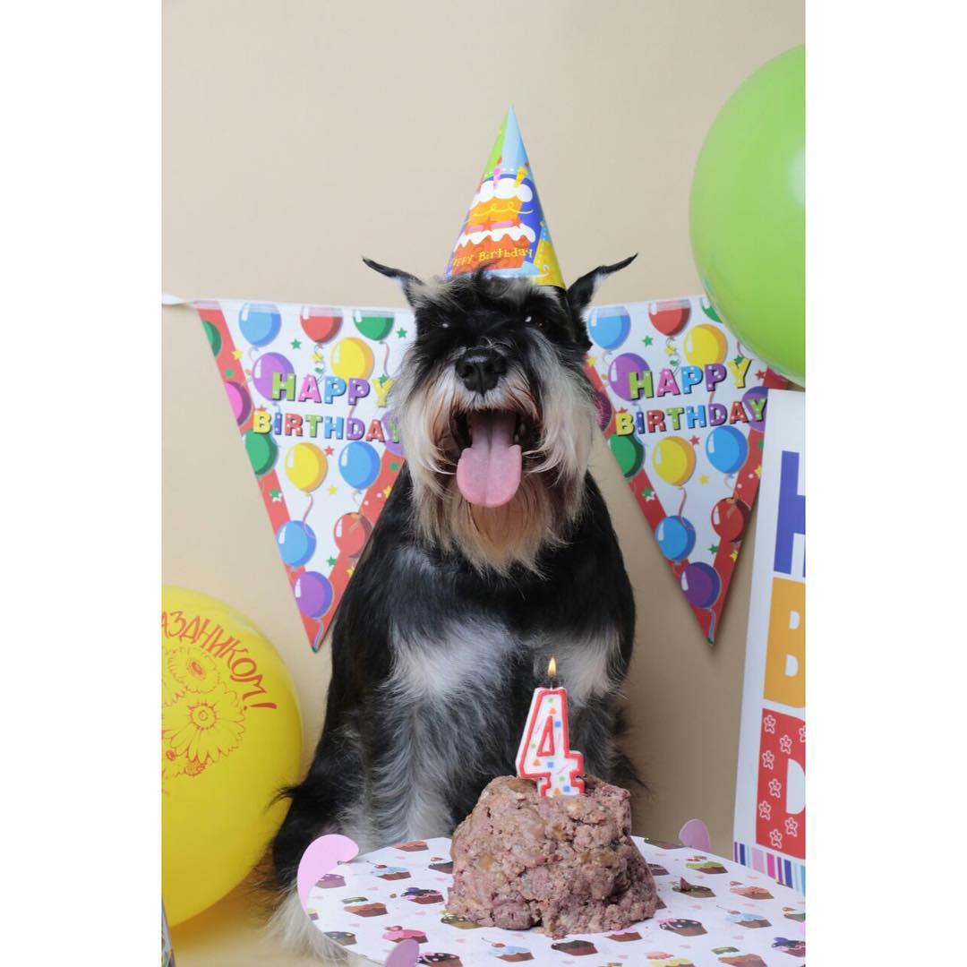 Schnauzer celebrating its birthday wearing a birthday hat and sitting in front of its cake with lit number 4 candle
