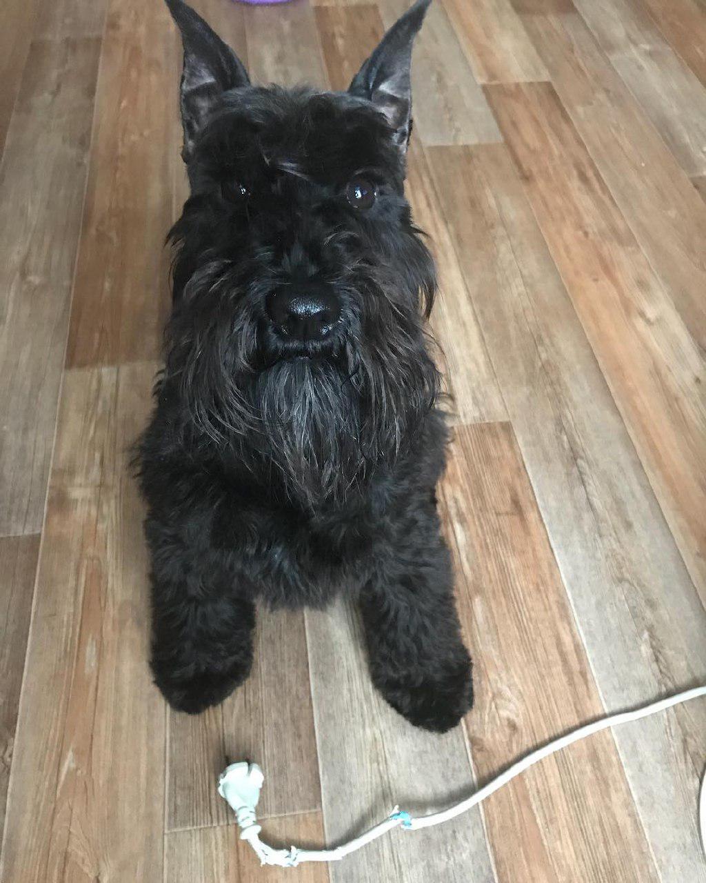 black Schnauzer sitting on the wooden floor