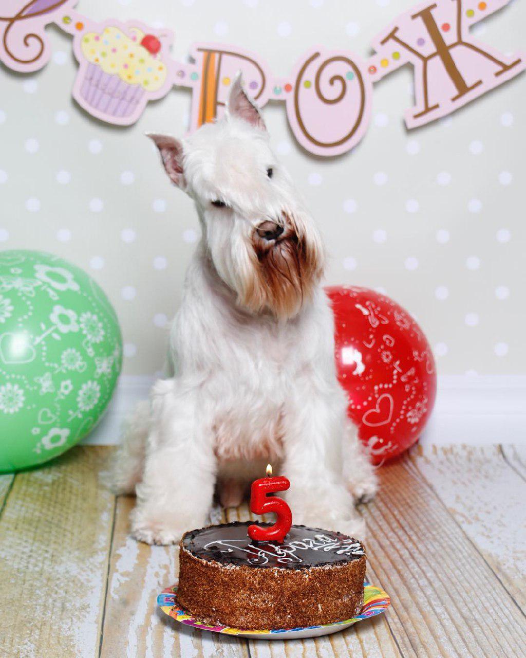 A Schnauzer sitting on the floor in front of its birthday cake with a lit number 5 candle and with balloons behind him a decoration on the wall