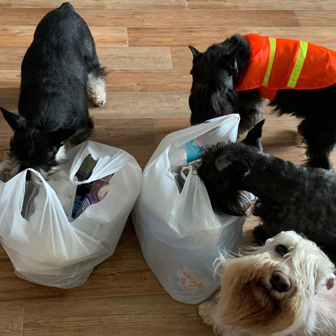 four Schnauzers smelling the plastic bags full of groceries