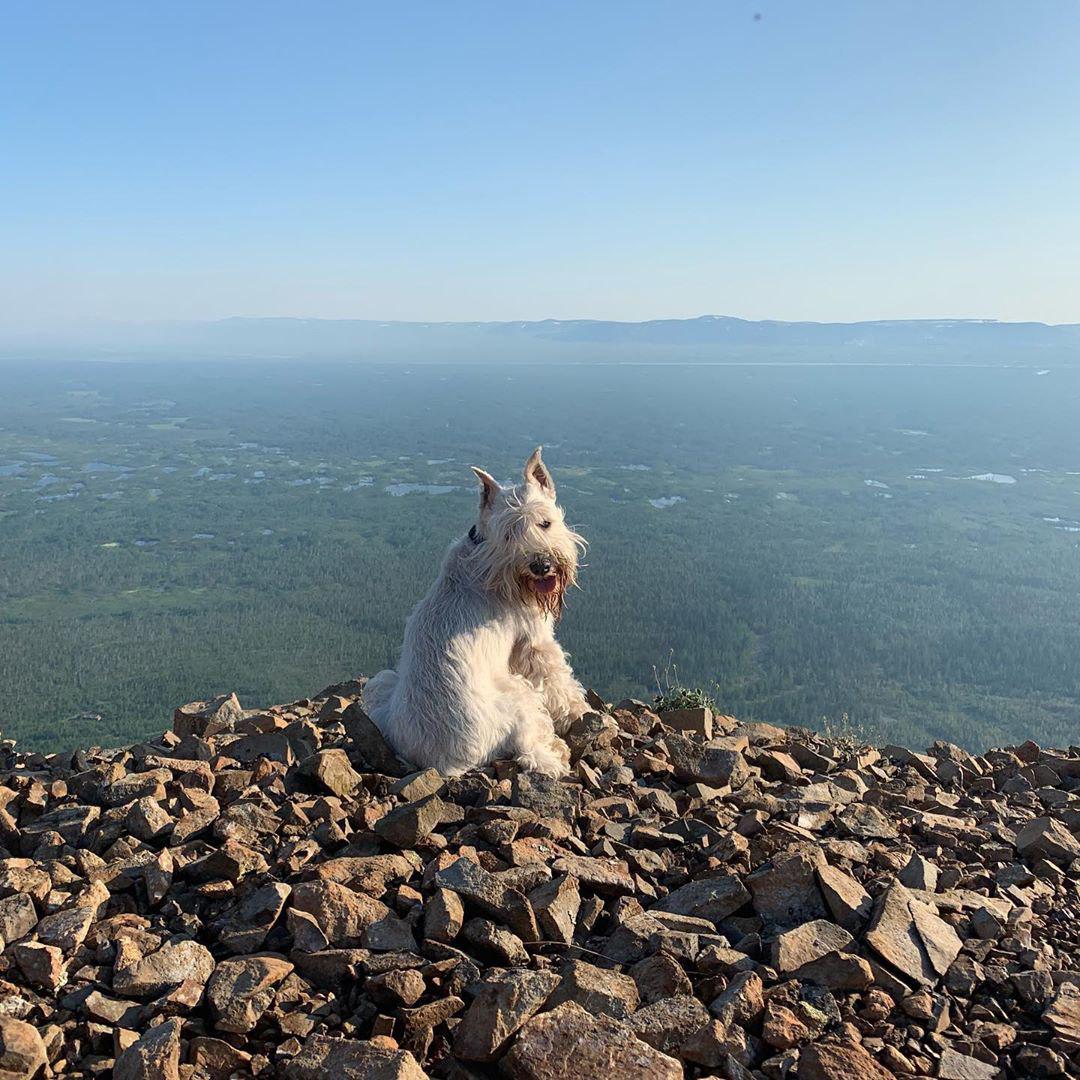 A Schnauzer sitting on the rocks on top of the mountain