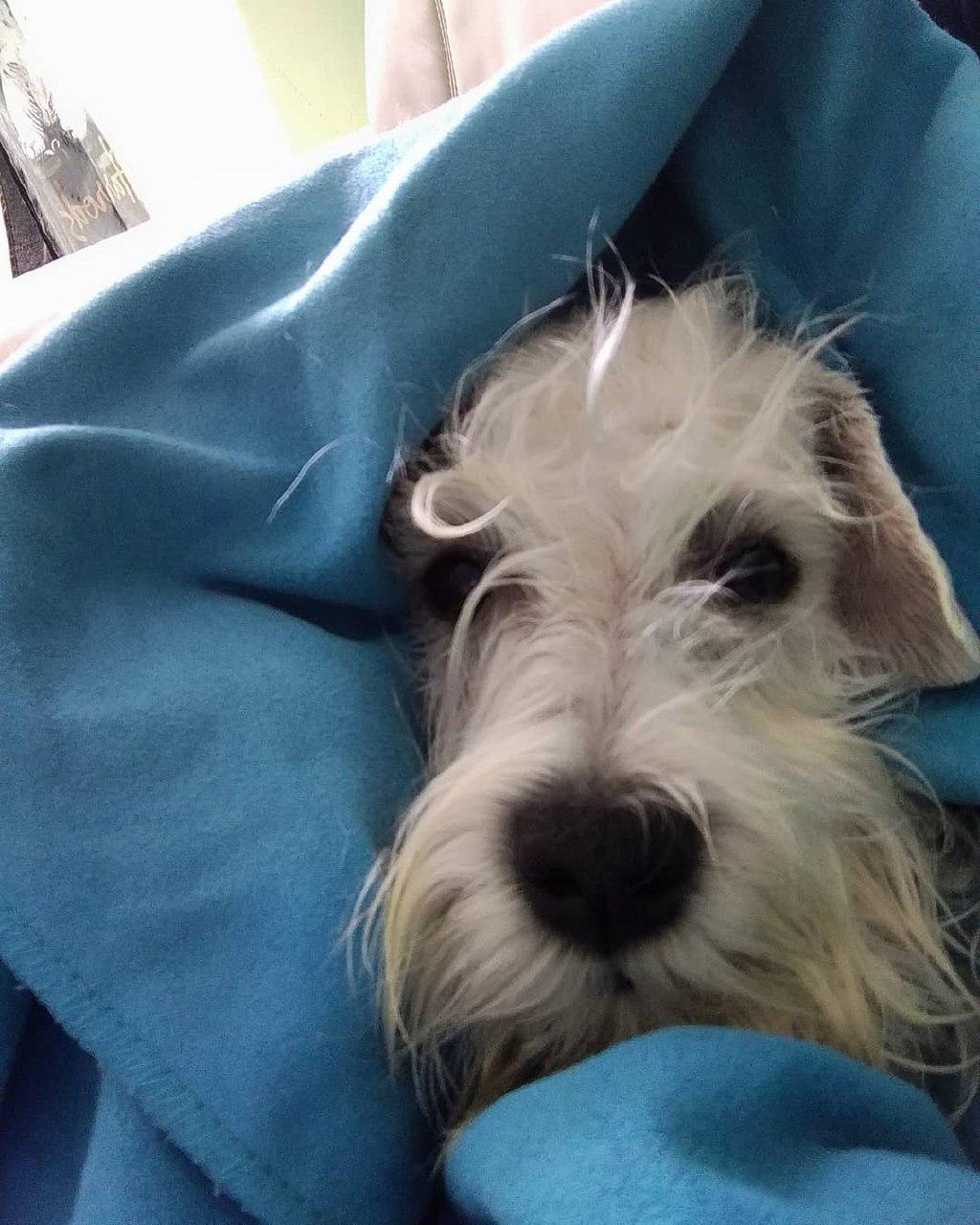 a Schnauzer under the blanket with only showing its face