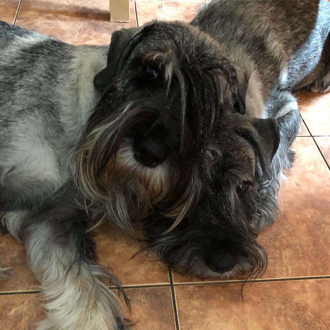 two Schnauzers lying on the floor with their heads leaning next to each other