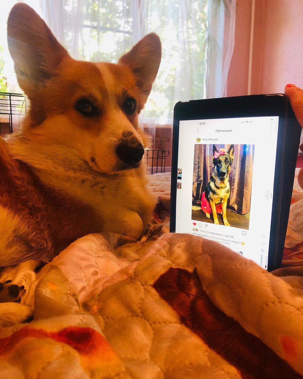 Corgi on the bed staring at his owner with a tablet showing an instagram photo of a German Shepherd