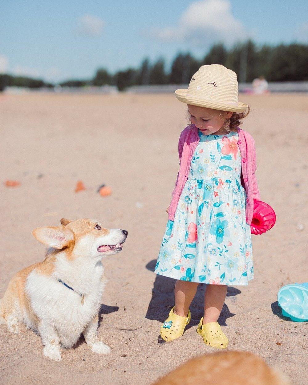 Corgi at the beach with a little girl