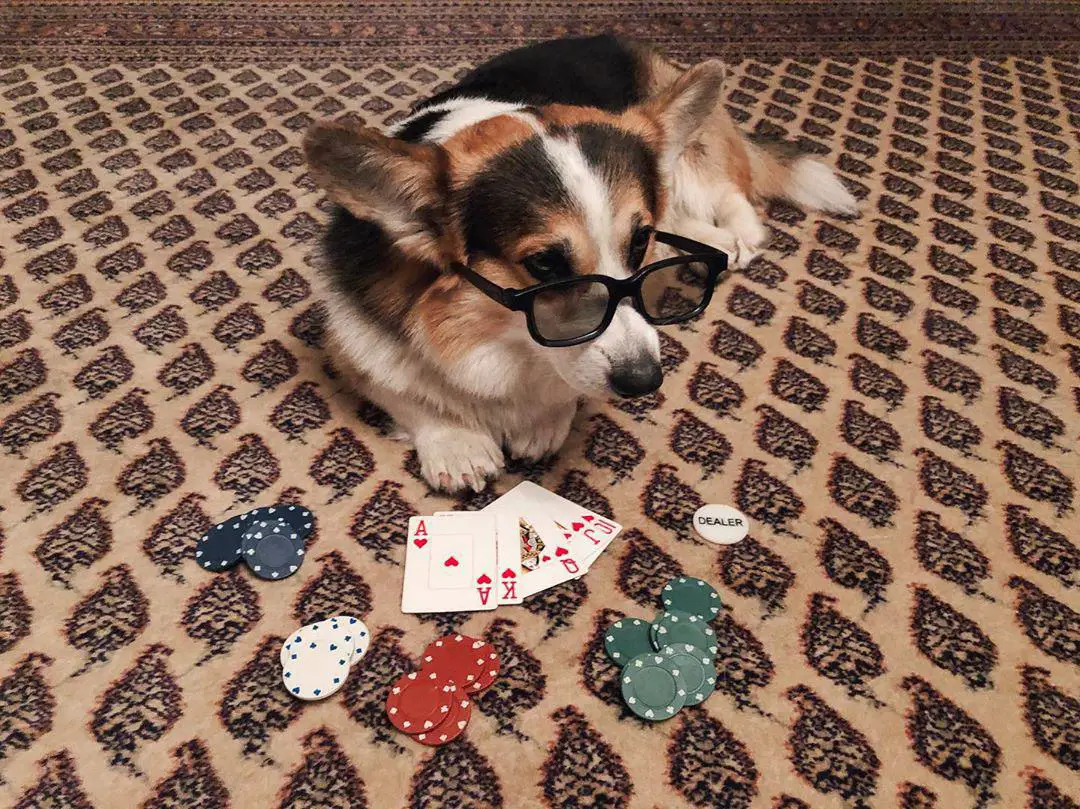 Corgi lying down on the carpet playing poker while wearing glasses