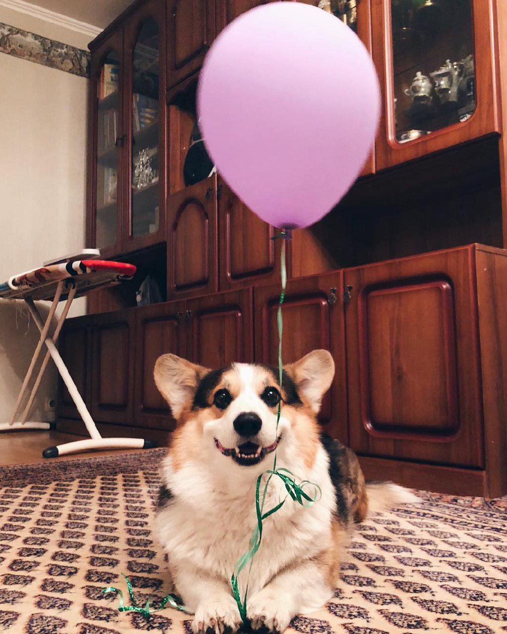Corgi lying down on the floor with a balloon
