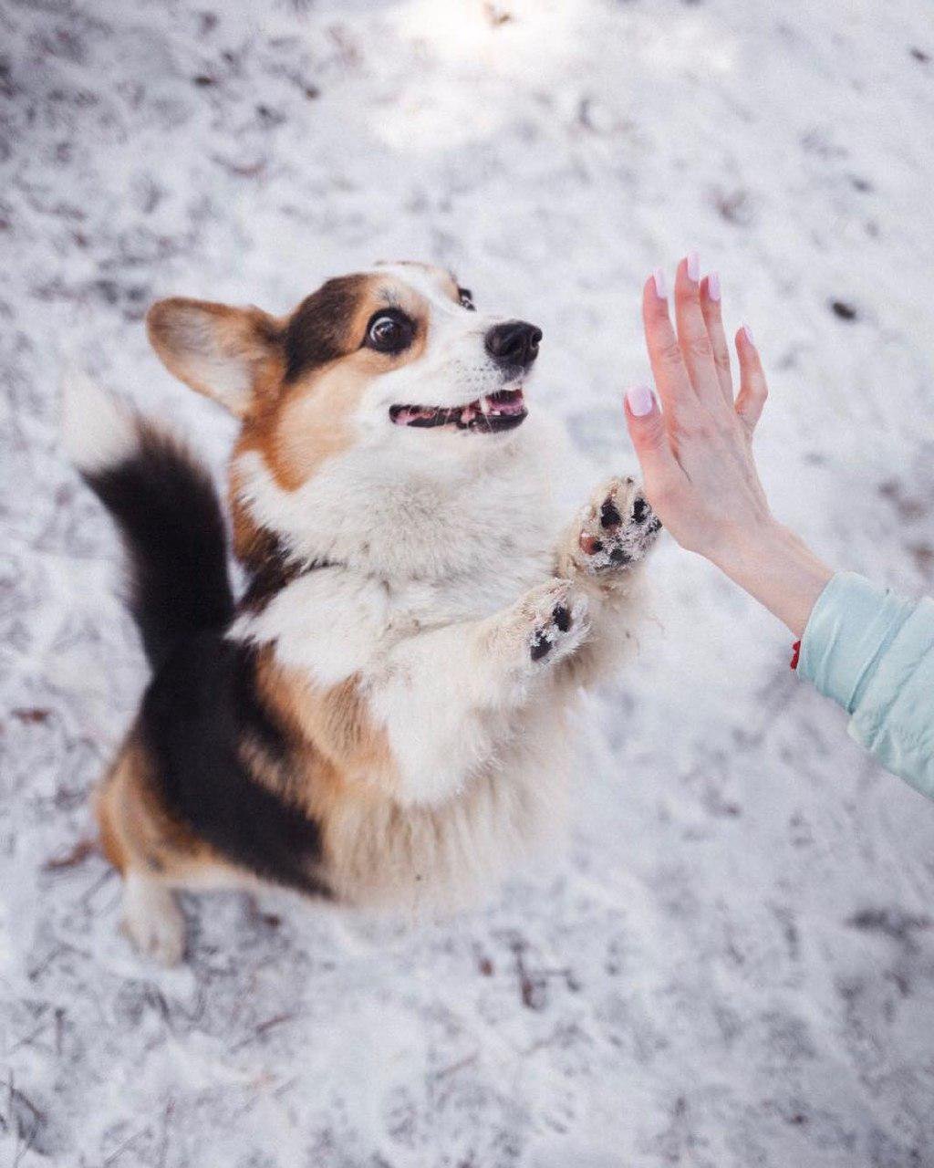 Corgi in snow giving a high five