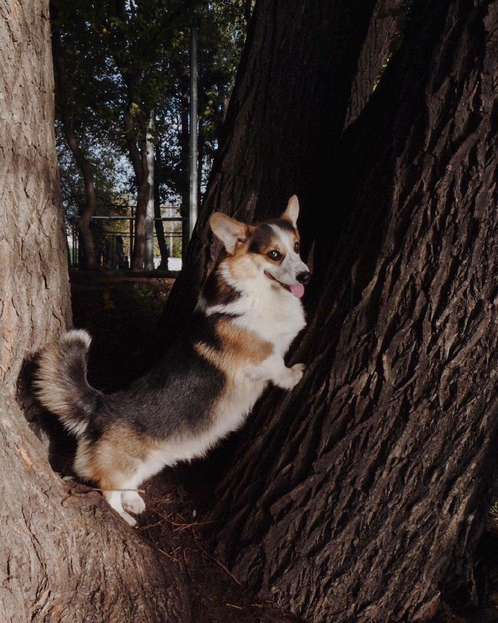 Corgi climbing in the tree