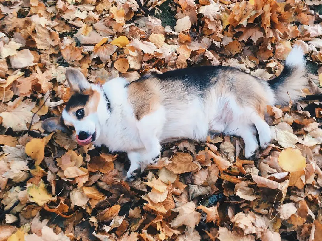 Corgi lying on the dried leaves