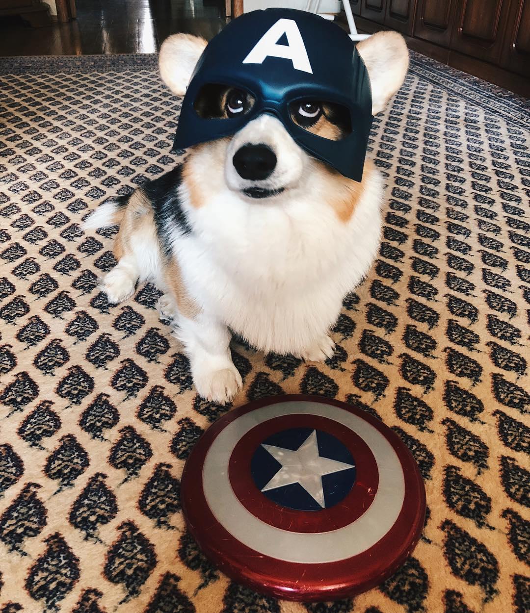 Corgi sitting on the floor with a Captain America head piece and shield on the floor