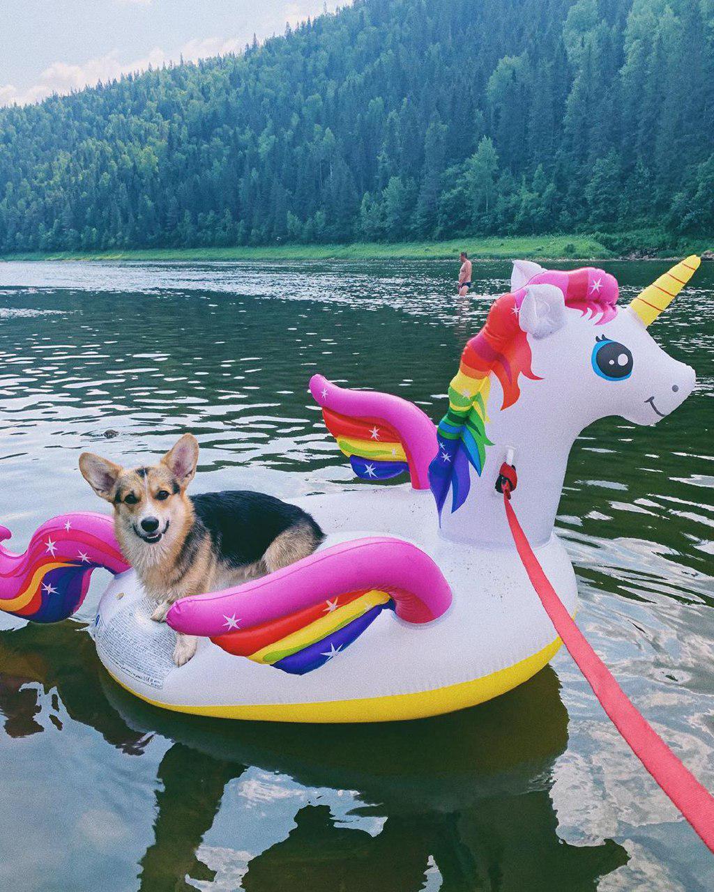 Corgi sitting on top of the unicorn inflatable float in the lake