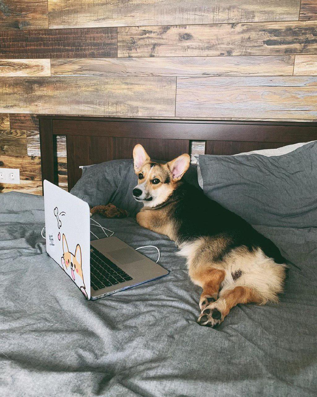 Corgi lying down on the bed beside a laptop