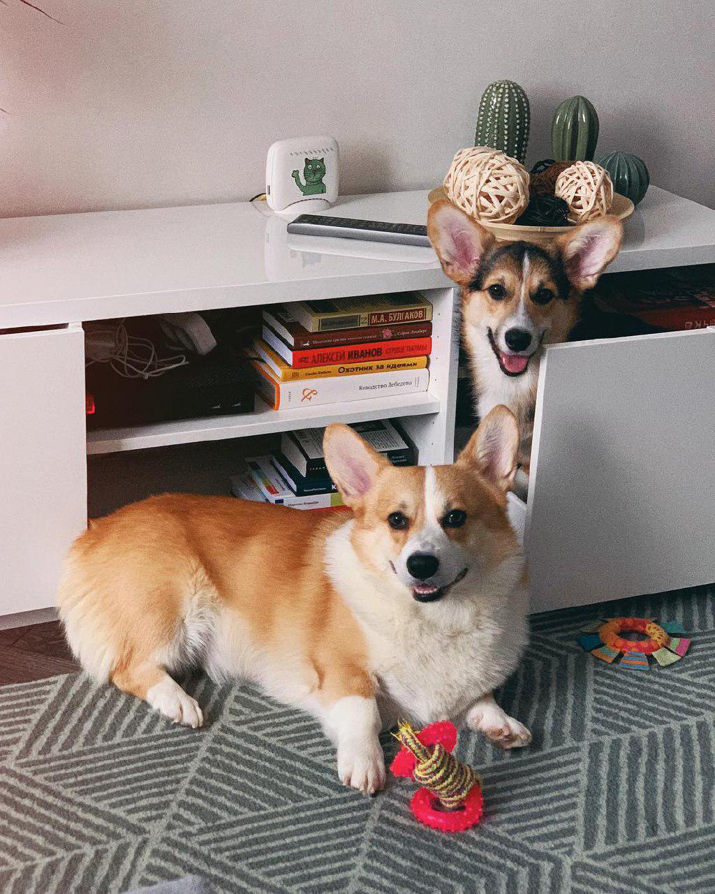 two Corgis lying beside the cabinet while the other one is peeking from the drawer
